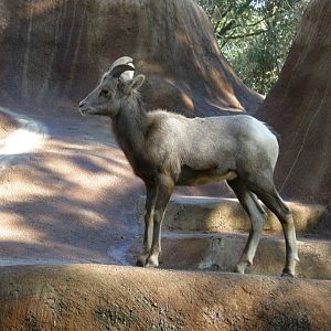 bighorn sheep