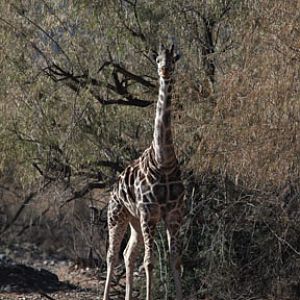male giraffe