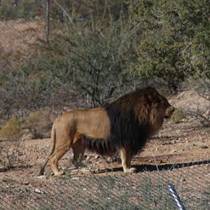 impressive barbary type lion