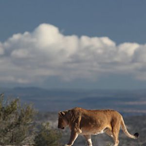 lioness with a view