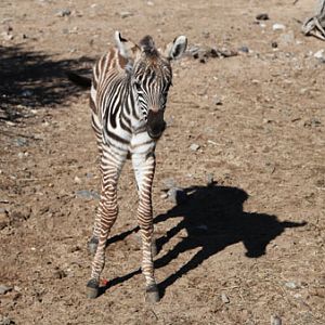 3 day old zebra
