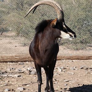 sable antelope
