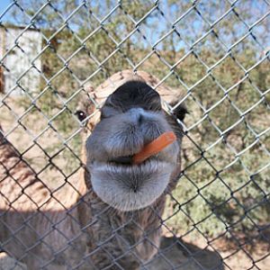 camel with carrot