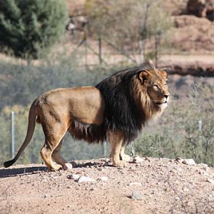 impressive barbary type lion
