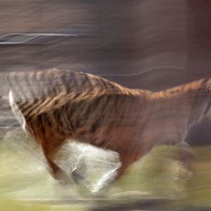 running tiger