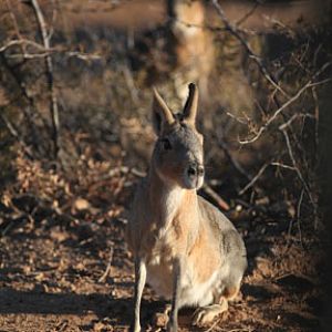 patagonian cavy