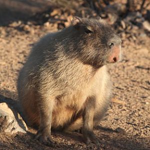 capybara