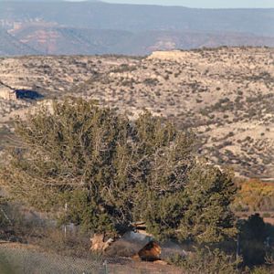 king surveying his domain