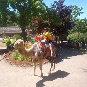 Camel at Wildlife Safari