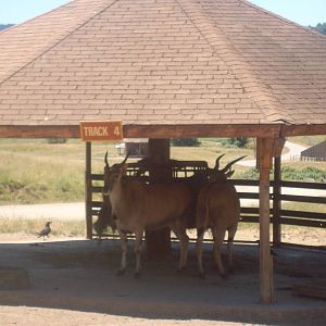 Eland at Wildlife Safari