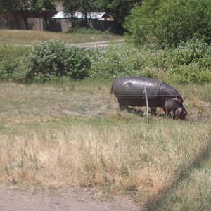 Hippo at Wildlife Safari