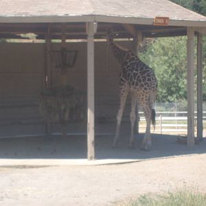 Giraffe at Wildlife Safari