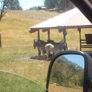 Zebras at Wildlife Safari