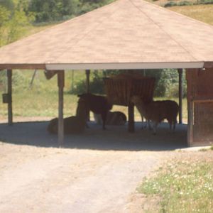 Llamas at Wildlife Safari