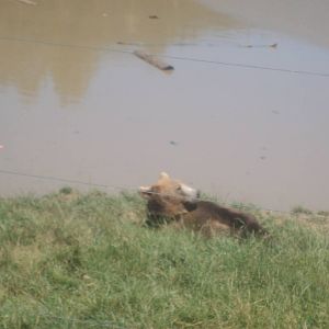 Grizzly Bear at Wildlife Safari