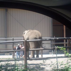 African Elephant at Wildlife Safari