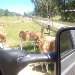 Guanacos at Wildlife Safari