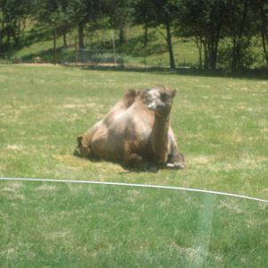 Camel at Wildlife Safari