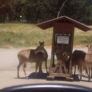 Nilgai at Wildlife Safari.