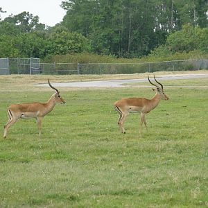 impala rams
