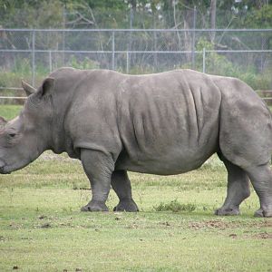white rhino