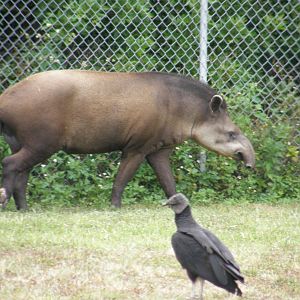 brazilian tapir