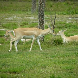 blackbuck
