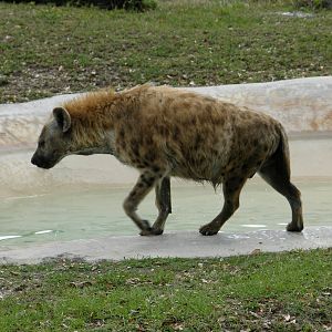 spotted hyena