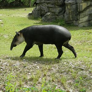 tapir