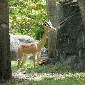 gerenuk