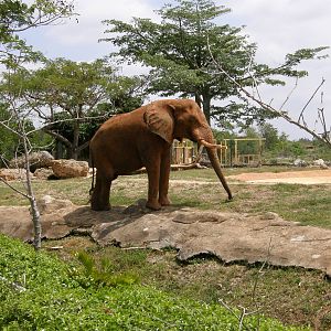 african elephant