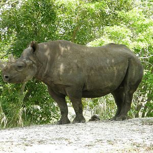 black rhino