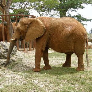 african elephant