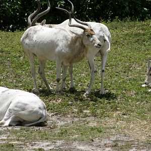 addax