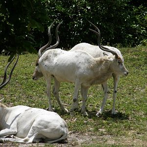addax