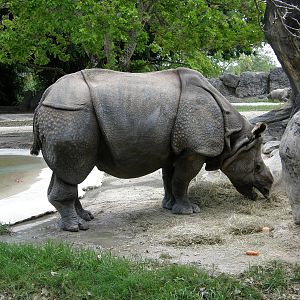 indian rhino