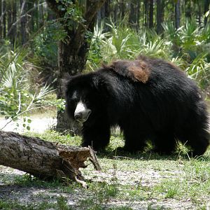 asian black bear