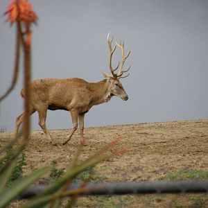 barbary red deer