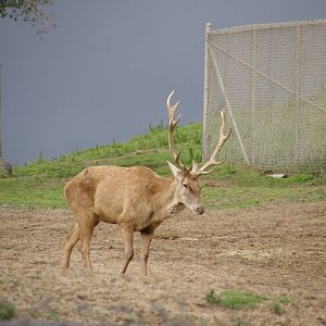 barbary red deer
