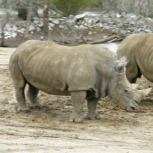 white rhino