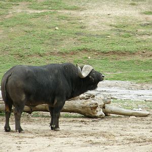 cape buffalo