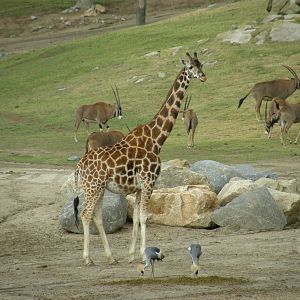 giraffe and fringe eared oryx