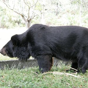 This is the side shot of that same bear (asian black bear or sloth bear)