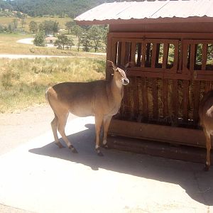 Nilgai at Wildlife Safari