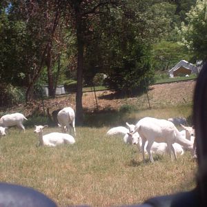 White Deer at Wildlife Safari