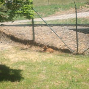 Maned Wolf at Wildlife Safari