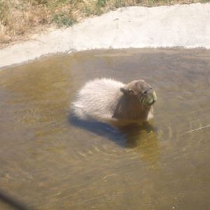 Capybara at Wildlife Safari