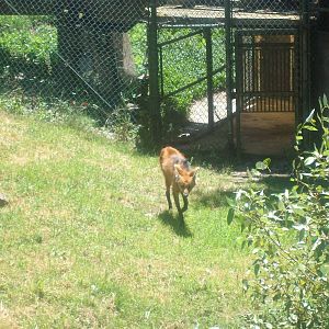 Maned Wolf at Wildlife Safari