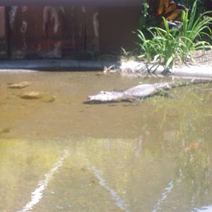 Alligator at Wildlife Safari