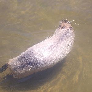 Capybara at the Wildlife Safari